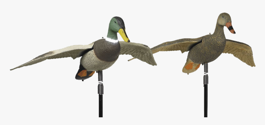 Birdlands Flying Mallard - Mallard, HD Png Download, Free Download