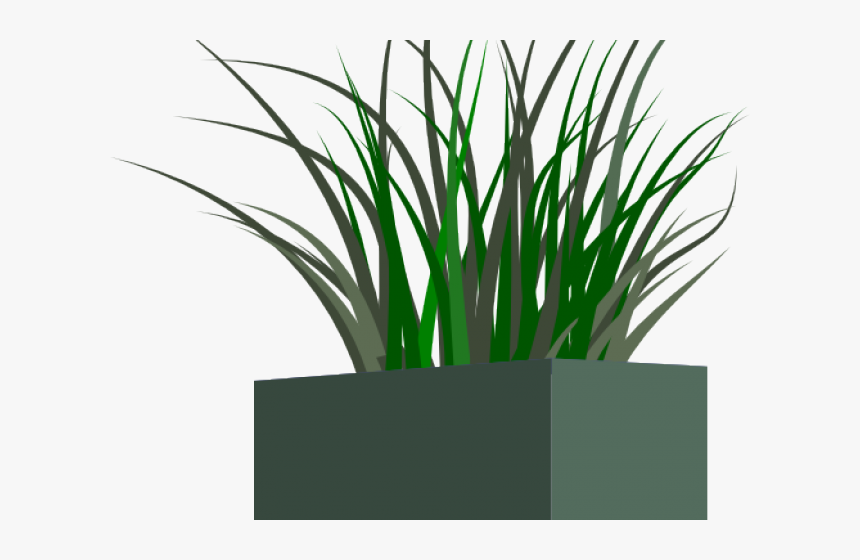 Transparent Tall Grass Png - Transparent Png Flower Box, Png Download, Free Download