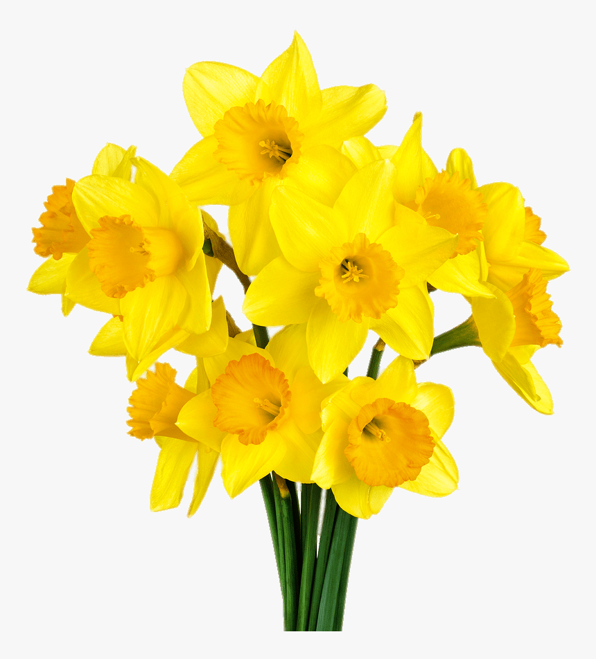 Daffodil Bunch - Daffodils Transparent Background, HD Png Download, Free Download