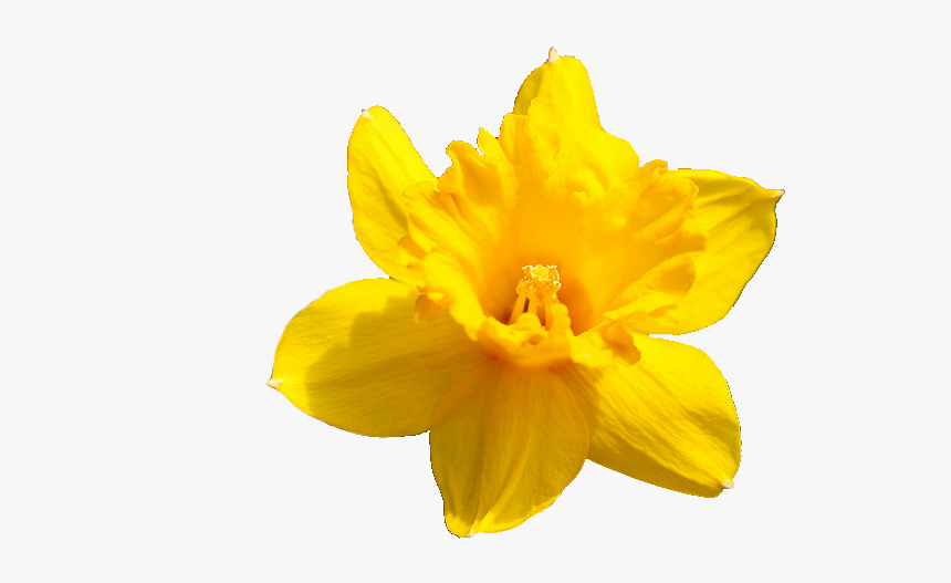 Daffodil Flower Png Pic - Yellow Flower Transparent Background, Png Download, Free Download