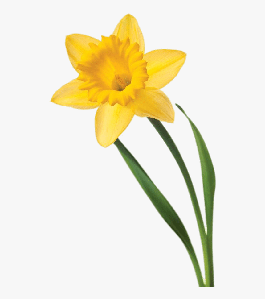 Single Daffodil - White Background Single Daffodil, HD Png Download, Free Download