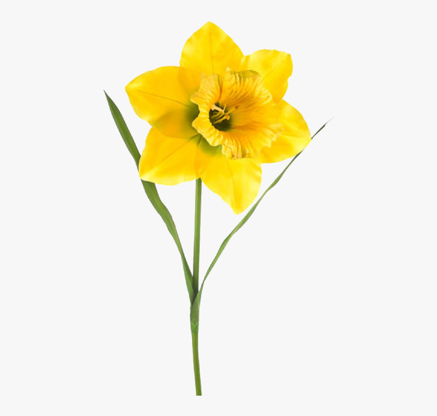 Flower,flowering Flowers,pedicel,plant Stem,amaryllis - Extra Large Artificial Daffodils, HD Png Download, Free Download