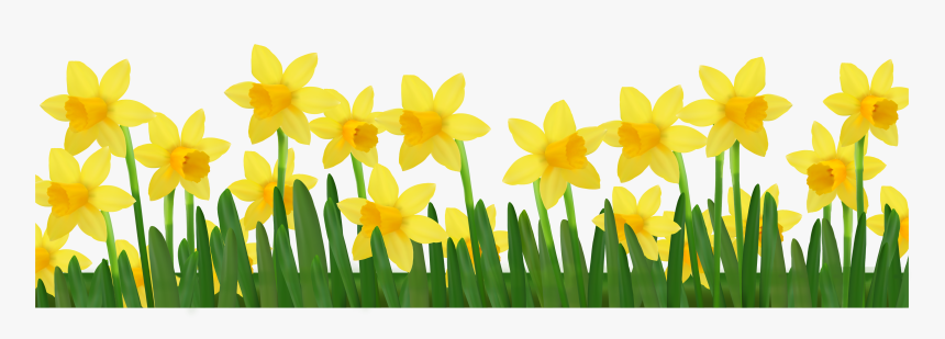 Daffodil Clip Art - Daffodils Clipart, HD Png Download, Free Download