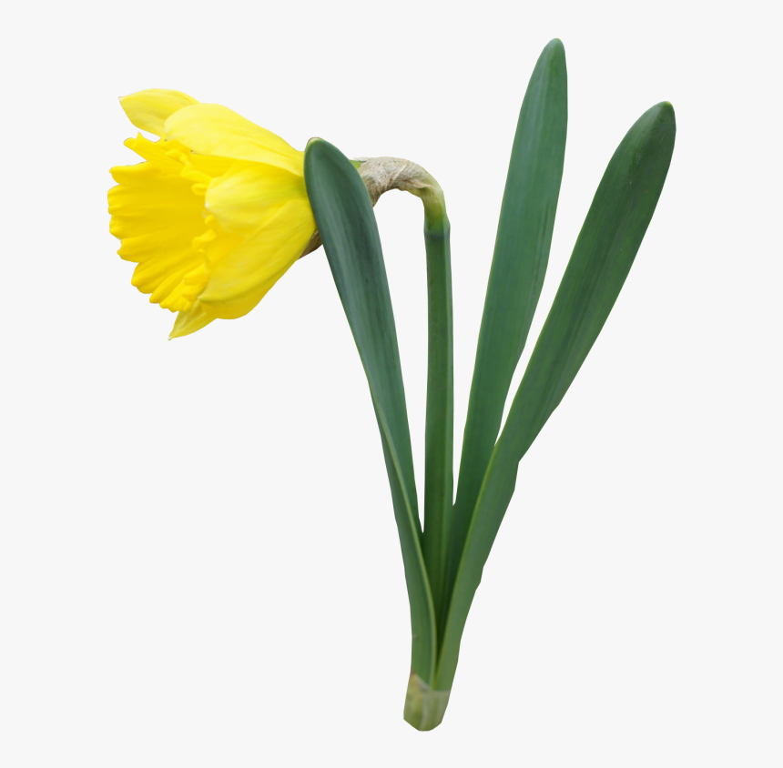 Daffodil Clipart No Background - Daffodils With Transparent Background, HD Png Download, Free Download