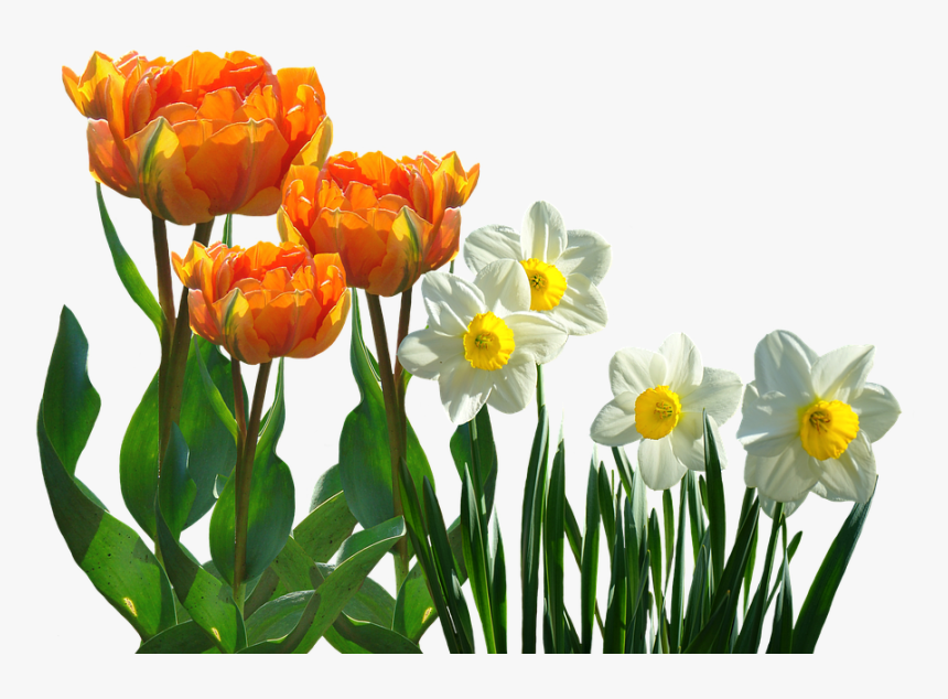 Tulips, Spring, Daffodils, Osterglocken, Easter - Osterglocken Png, Transparent Png, Free Download