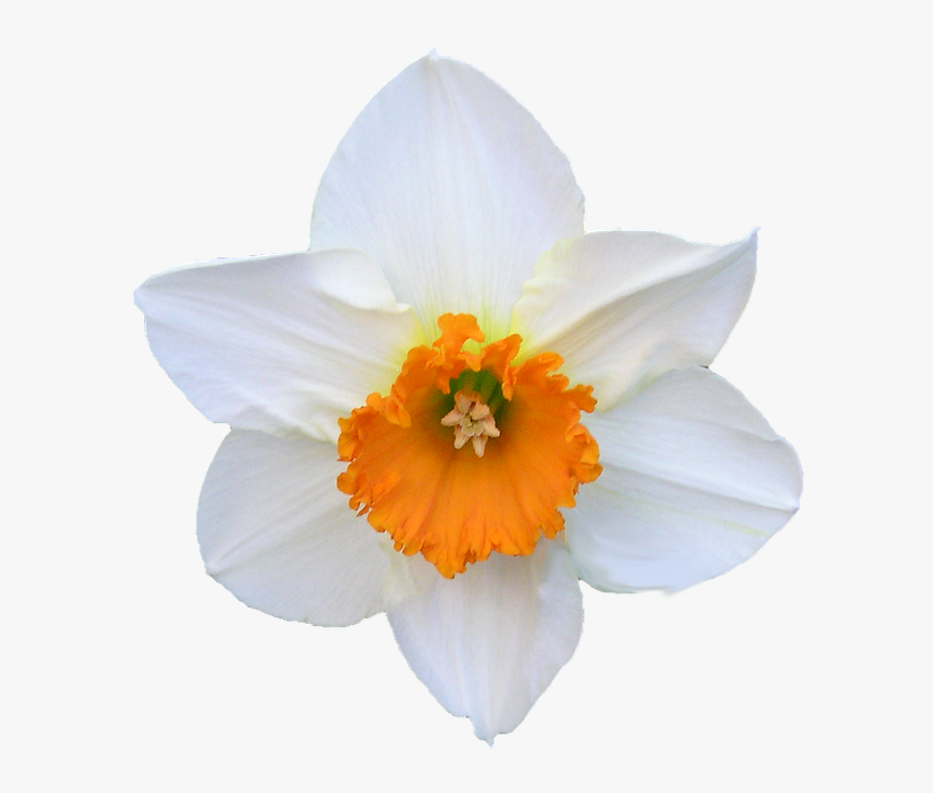 Daffodil, White, And Orange, Flower - Hvid Og Orange Blomst, HD Png Download, Free Download
