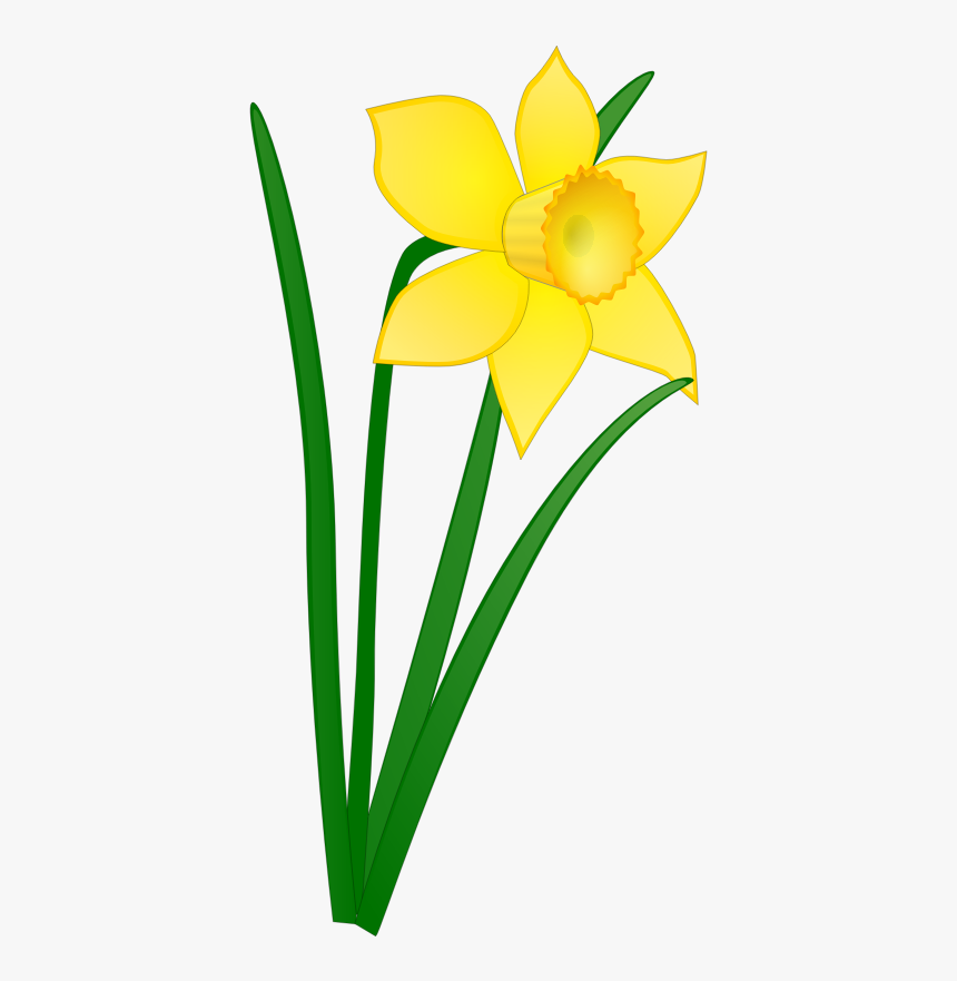 Daffodil Clipart, HD Png Download, Free Download