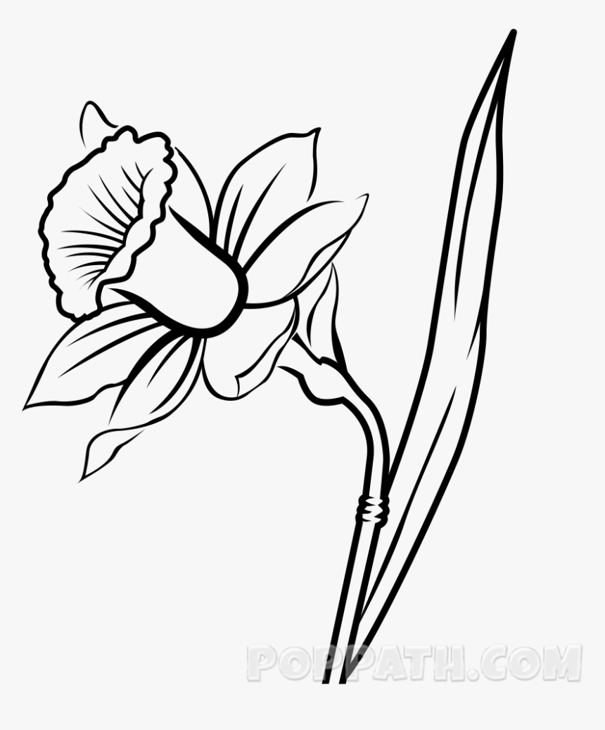 Daffodils Drawing Flower Huge Freebie Download For - Drawing Of A Daffodil, HD Png Download, Free Download