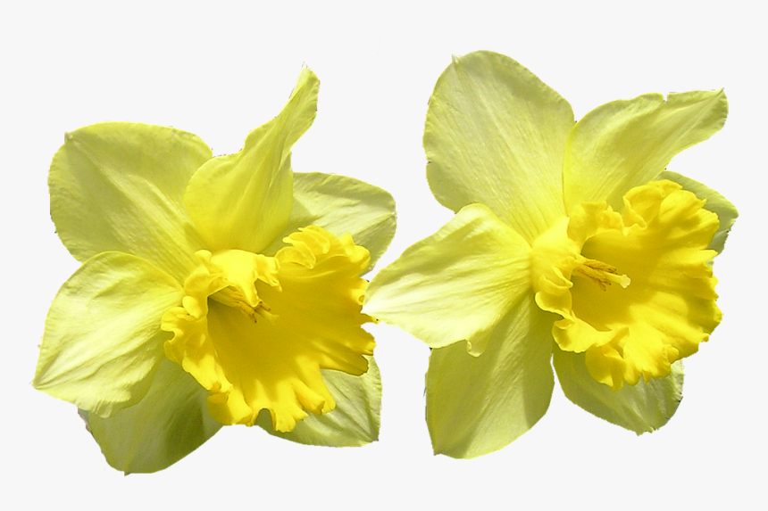 Daffodil, Cut, Out, Flowers - Påsklilja Png, Transparent Png, Free Download