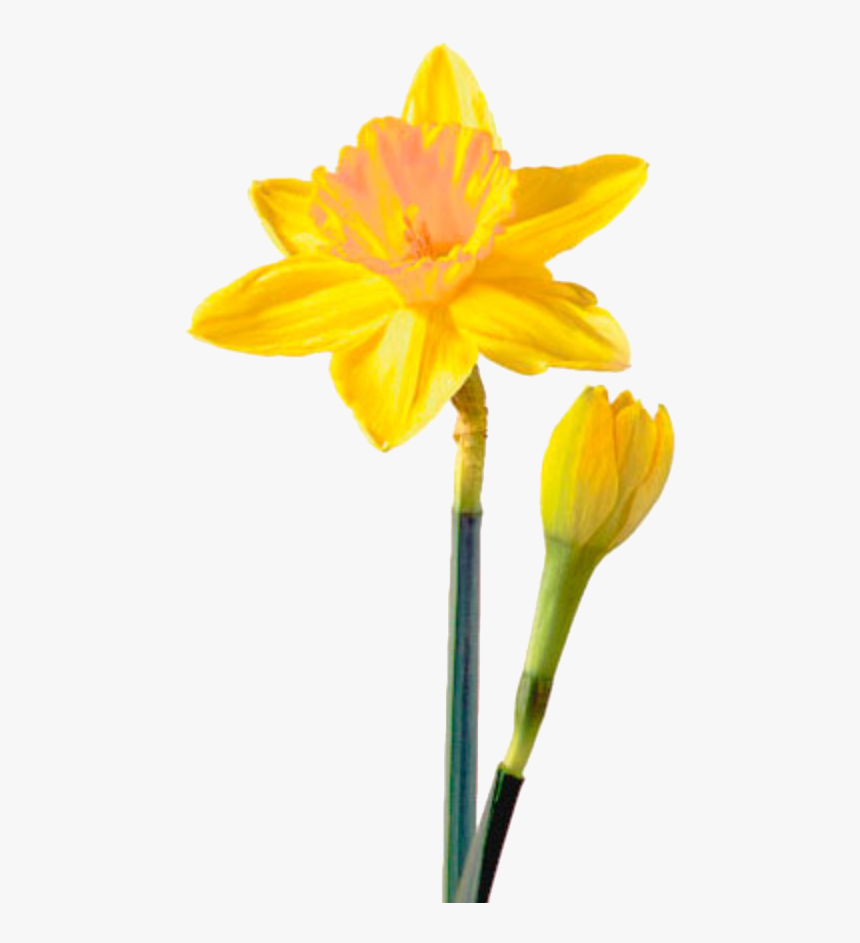 Daffodil Png Picture - Daffodil Flower, Transparent Png - kindpng