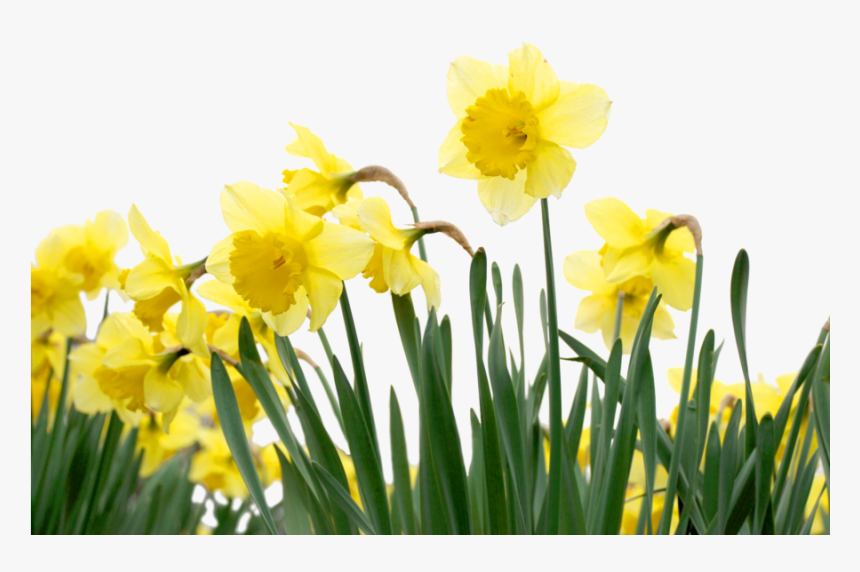 Daffodils Clipart Clip Art - Daffodil Backgrounds, HD Png Download, Free Download