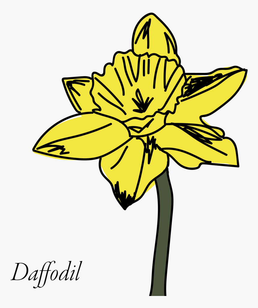 Daffodil Clipart Buttercup Flower - Narcissus, HD Png Download, Free Download