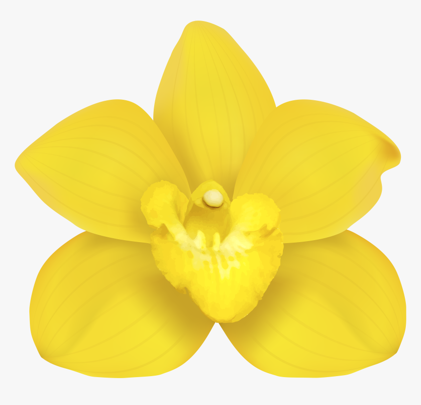 Moth Orchids Narcissus Yellow Petal , Png Download, Transparent Png, Free Download