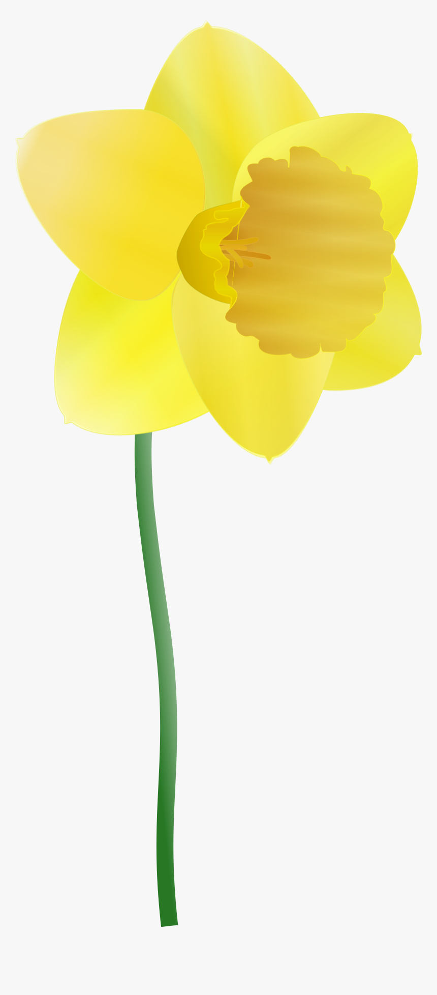 Transparent Daffodils Clipart - Cartoon Daffodils, HD Png Download, Free Download