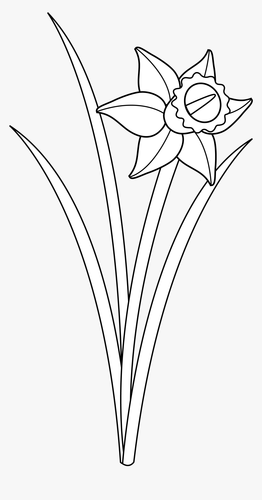 Daffodil Cliparts - Outline Of A Daffodil, HD Png Download, Free Download