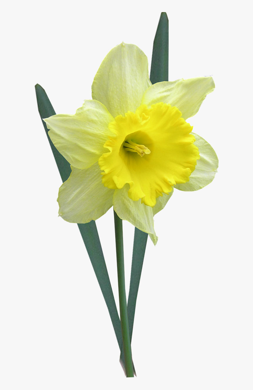 Daffodil With Leaves Stem Free Picture - Påskelilje Png, Transparent Png, Free Download