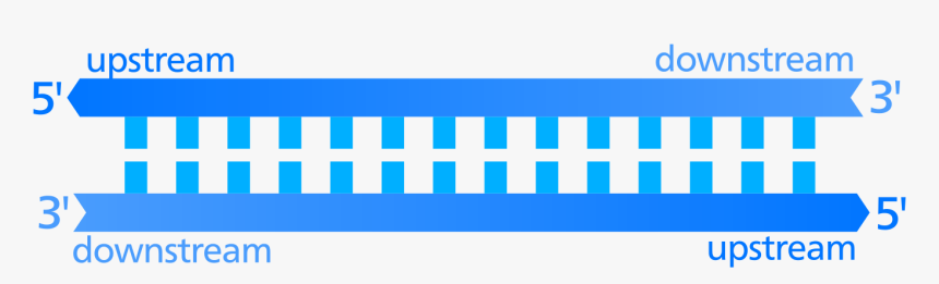 Transparent Hannibal Lecter Png - Downstream Vs Upstream Dna, Png Download, Free Download