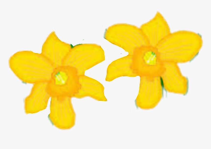 #narcissus - Narcissus, HD Png Download, Free Download