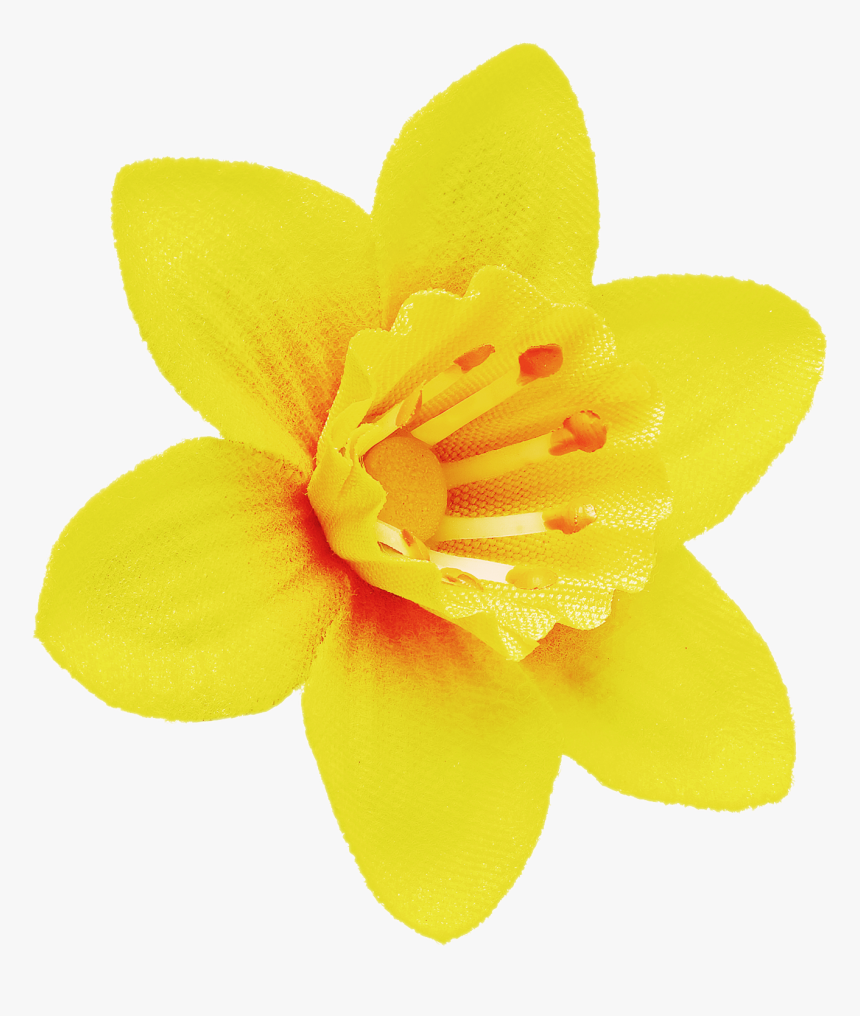 Amaryllis-family - Daffodil Yellow And Orange, HD Png Download, Free Download