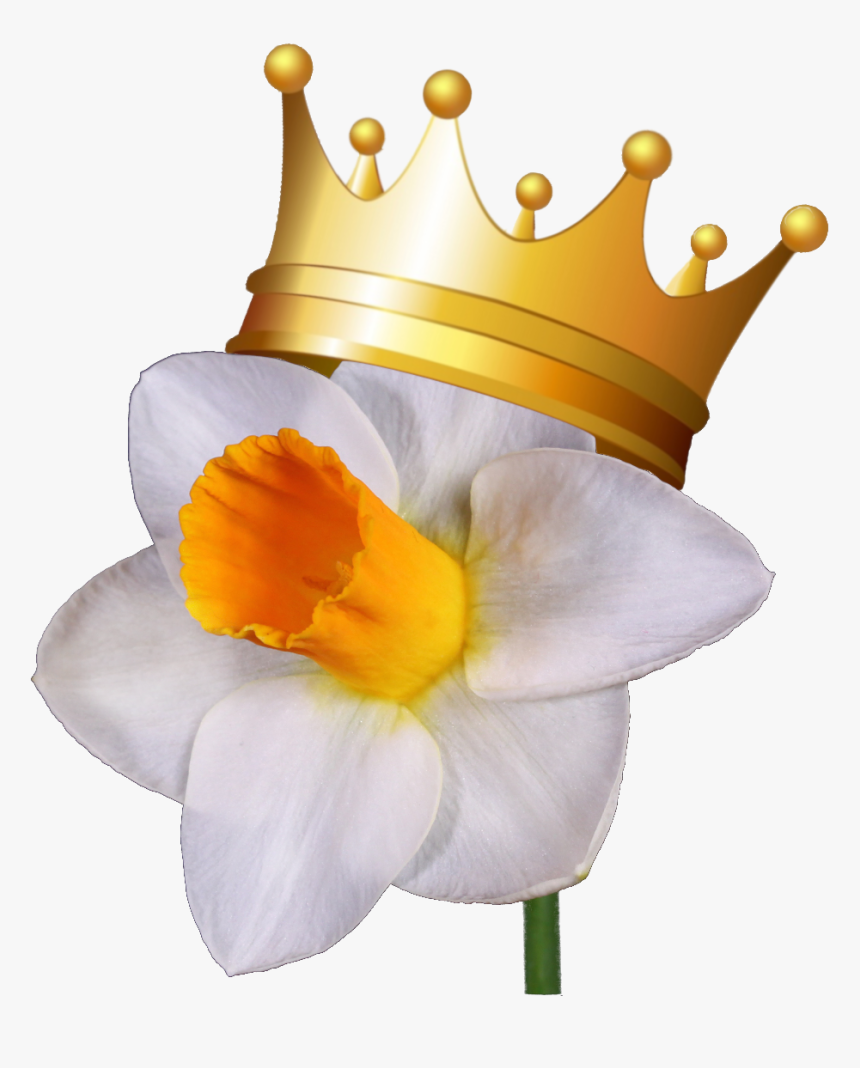 Royal Daffodils - Narcissus, HD Png Download, Free Download