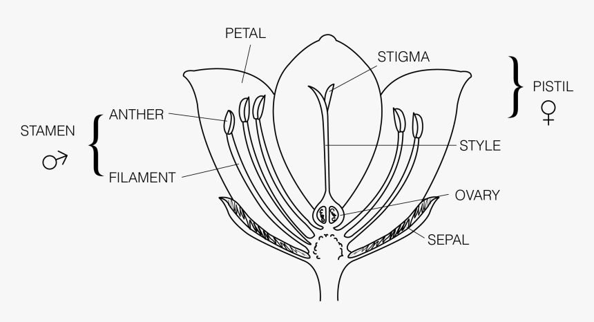 Parts Of A Flower To Label, HD Png Download, Free Download