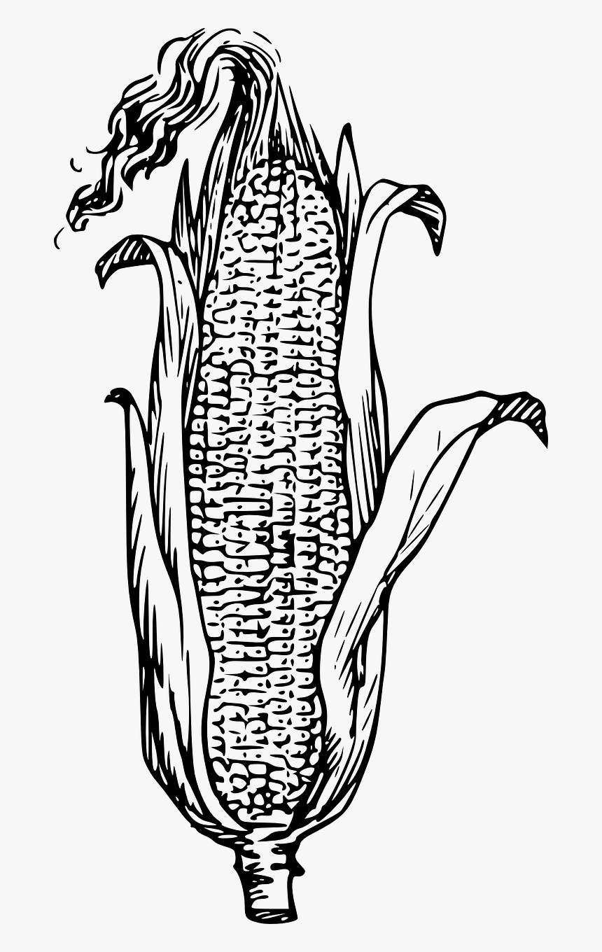 Corn Black And White, HD Png Download, Free Download