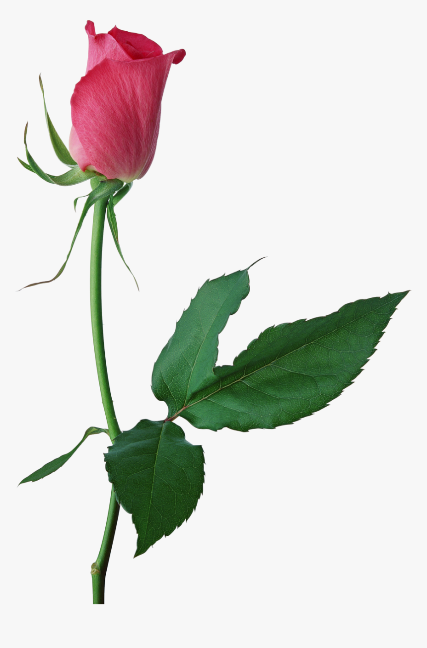 Large Pink Rose Bud Png Clipart - Single Pink Rose Transparent, Png Download, Free Download
