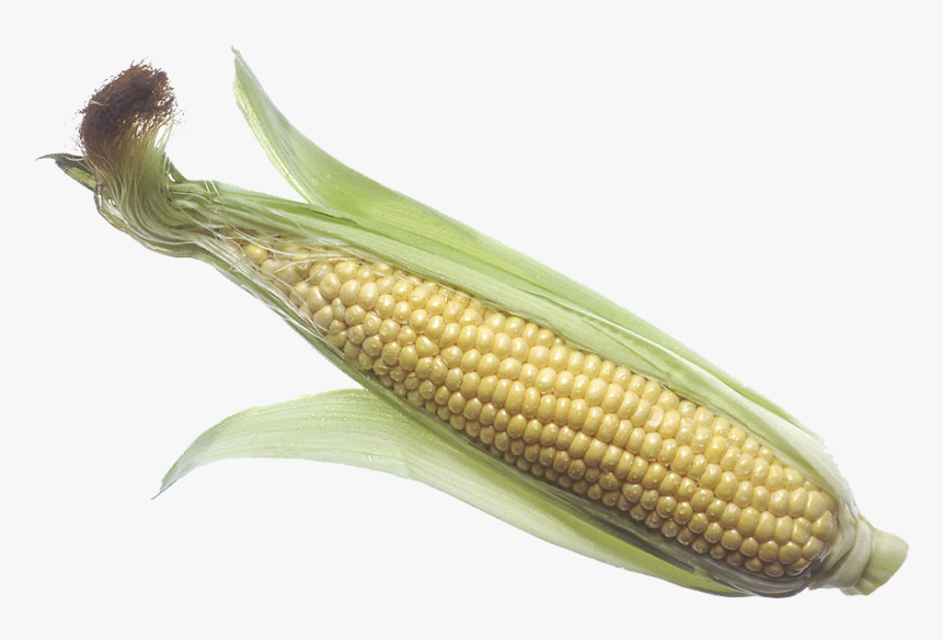 Corn - Large Corn On The Cob, HD Png Download, Free Download