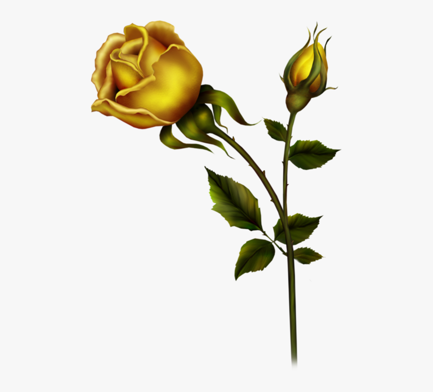 Yellow Rose With Bud Png Clipart - Yellow Roses Transparent Background, Png Download, Free Download