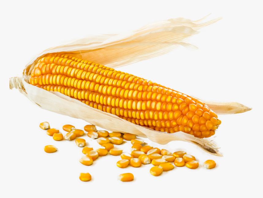 Corn Cob With Loose Corn Kernels Around - Corn Kernels, HD Png Download, Free Download