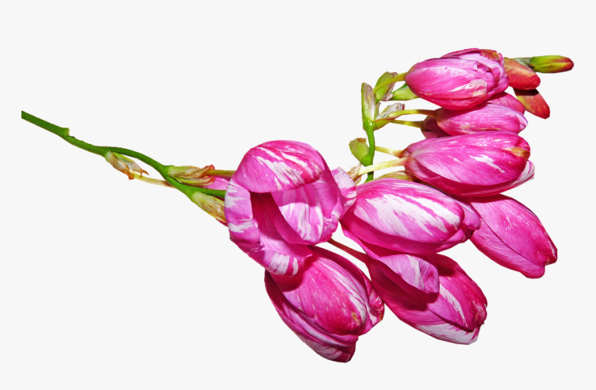 Flower, Buds, Pink Striped - Flower Buds Png, Transparent Png, Free Download