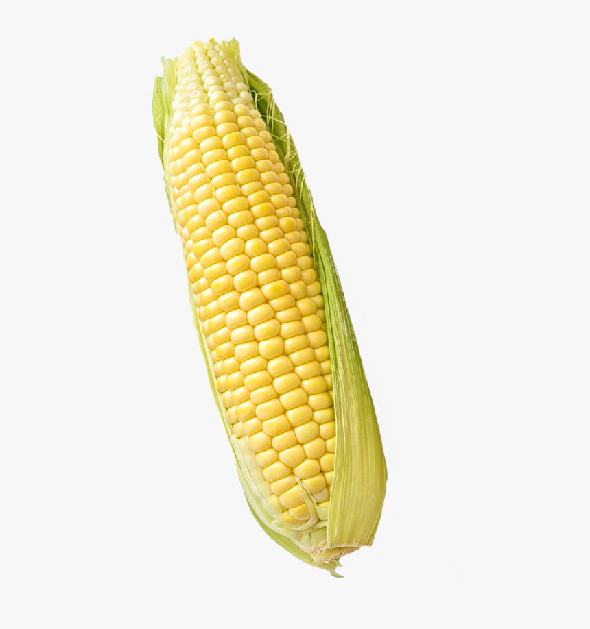 Corn, Maize, Isolated, White, Background, Food - Maize White Background, HD Png Download, Free Download