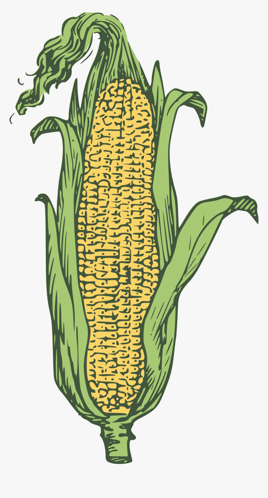 Corn Kernels Yellow Free Picture - Ear Maize, HD Png Download, Free Download