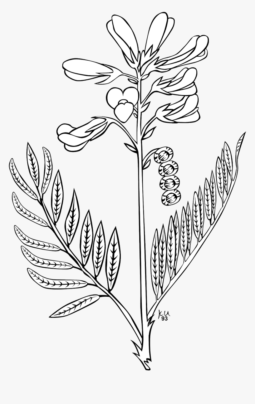 Flower Sketch Clipart Free, HD Png Download, Free Download