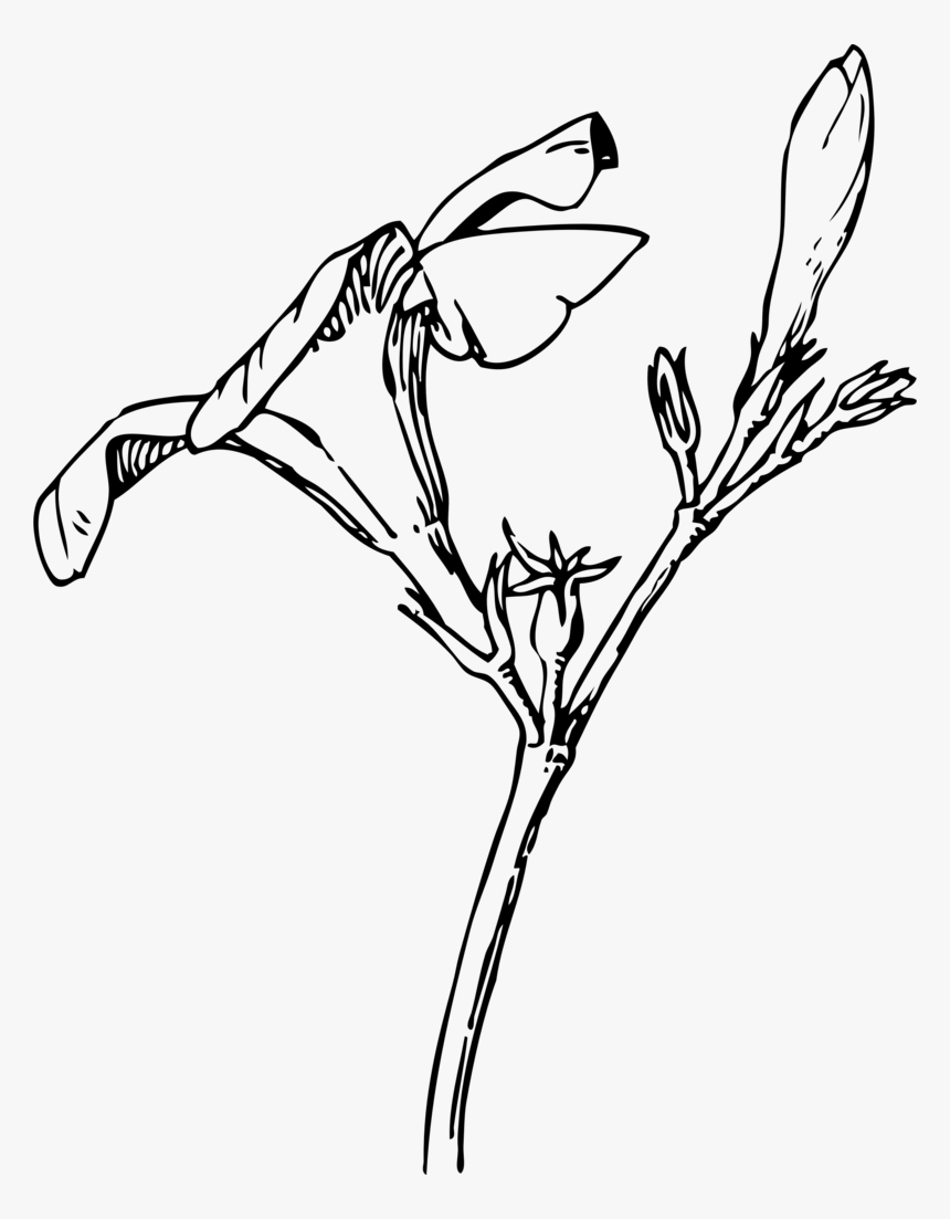 Oleander Flower Drawing, HD Png Download, Free Download