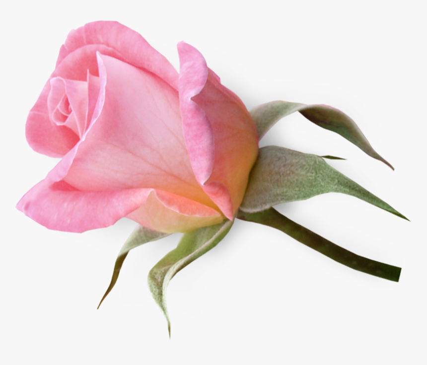 Transparent Single Rose Png - Pink Rose Rose Bud, Png Download, Free Download