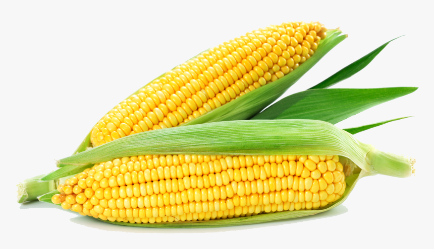 Corn On White Background, HD Png Download, Free Download