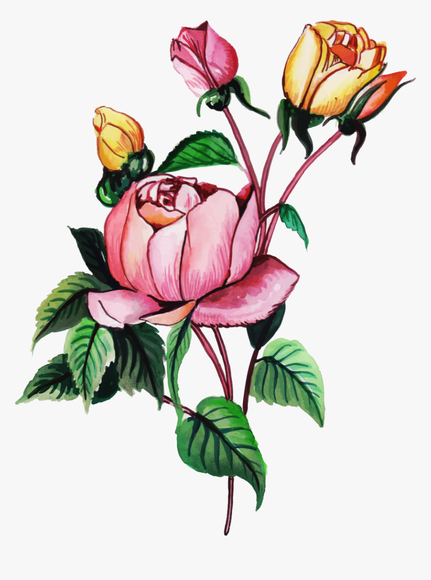 Garden Roses, HD Png Download, Free Download