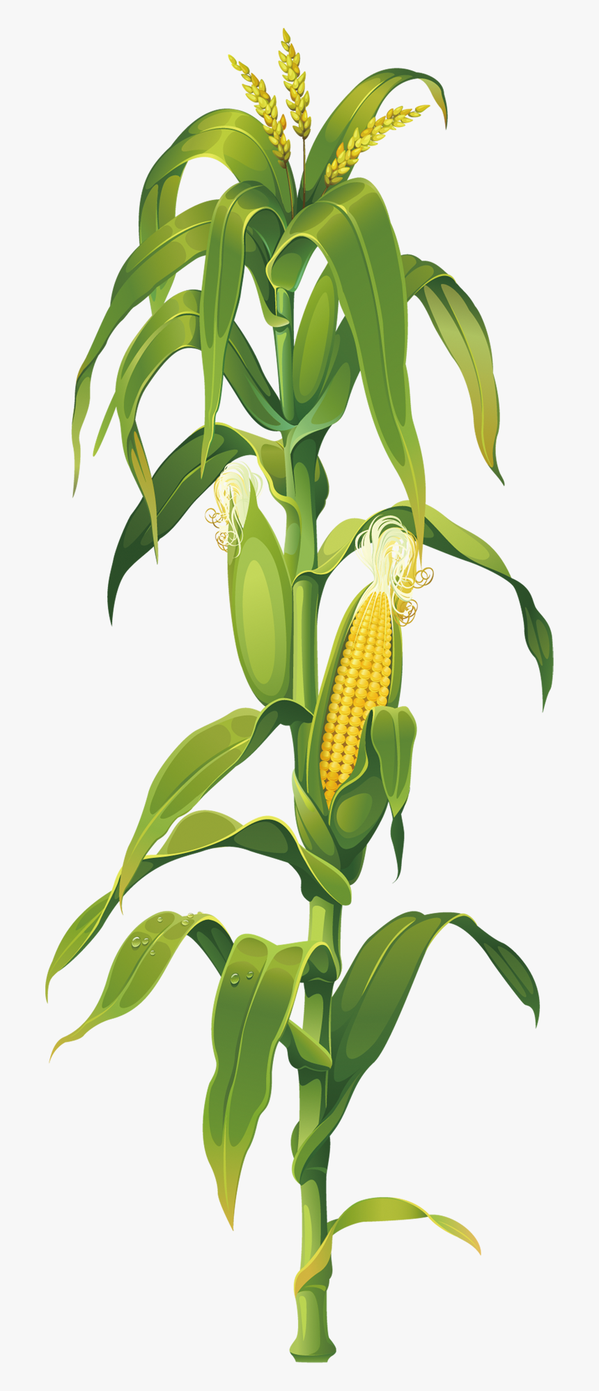 Maize Plant On Corn Cob The Drawing Clipart - Corn Stalk Png, Transparent Png, Free Download