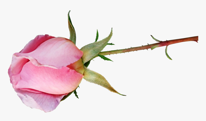 Rose, Bud, Pink, Fragrant, Perfume, Flower, Garden - Garden Roses, HD Png Download, Free Download