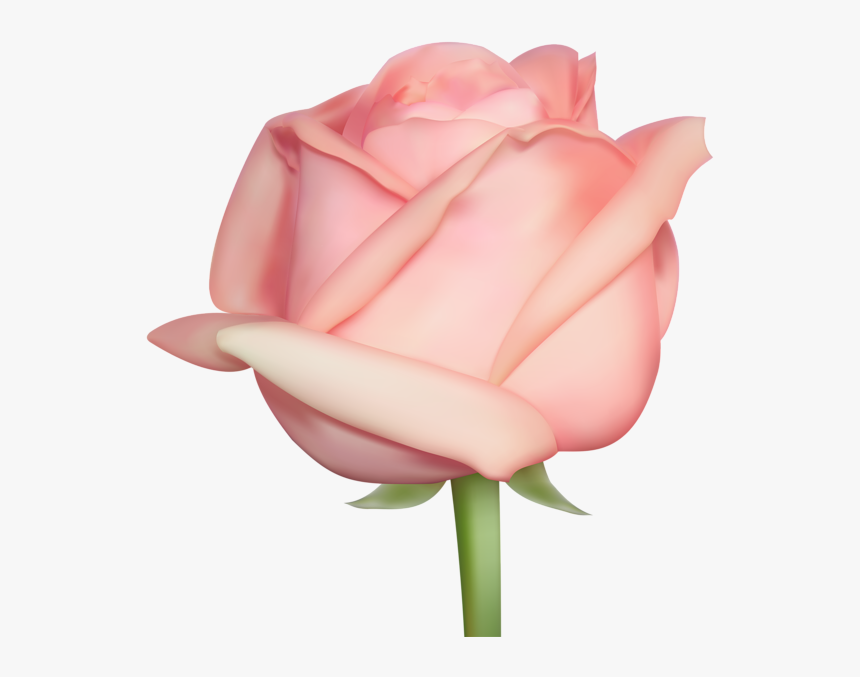 Bud - Pink Single Roses With Transparent Background, HD Png Download, Free Download