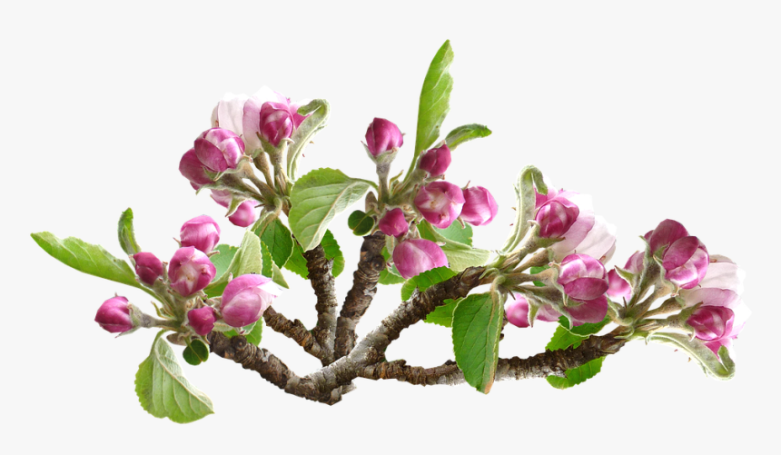 Flower Apple Blossom Transparent, HD Png Download, Free Download