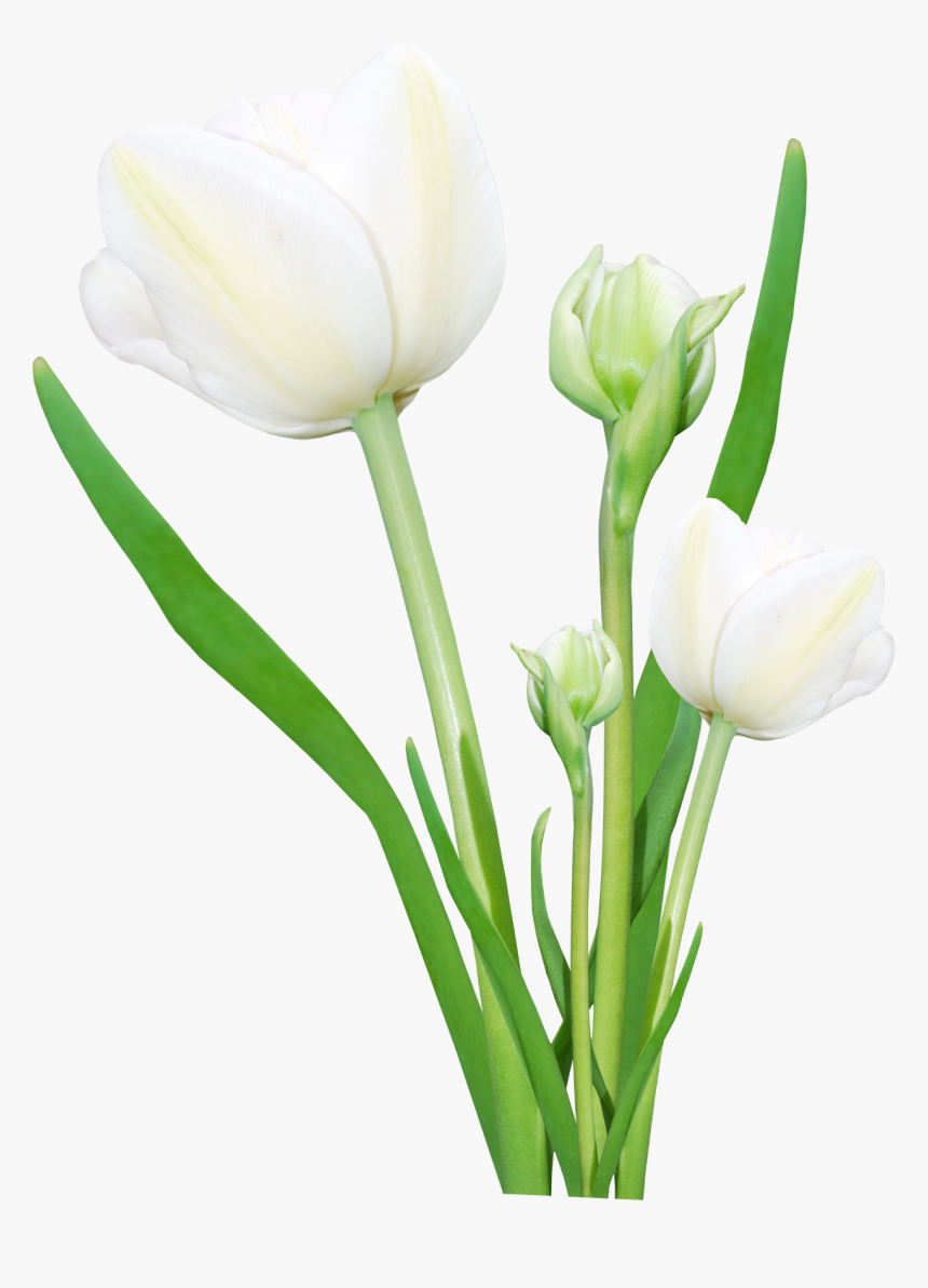 Bouquet Flowers Png - Real Flowers Png Hd, Transparent Png, Free Download