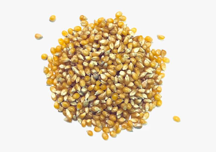 Corn Kernels, HD Png Download, Free Download