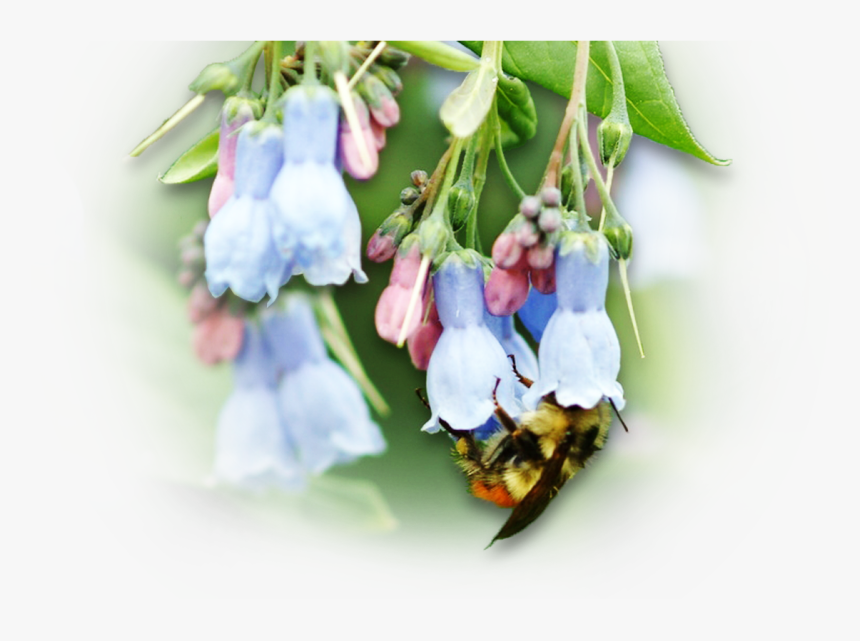 Transparent Flower Bud Png - Bellflower, Png Download, Free Download
