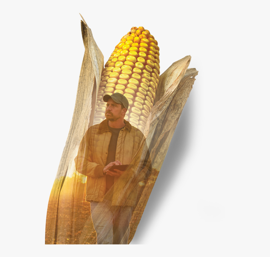 Dyna-gro - Corn On The Cob, HD Png Download, Free Download