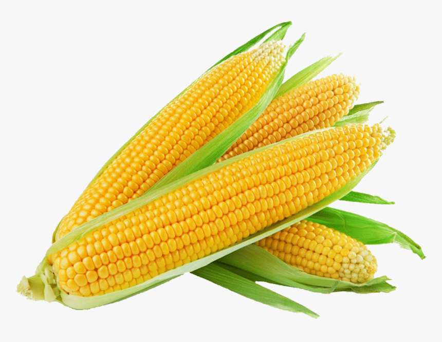 Corn Png Free Background - Sweet Corn, Transparent Png, Free Download