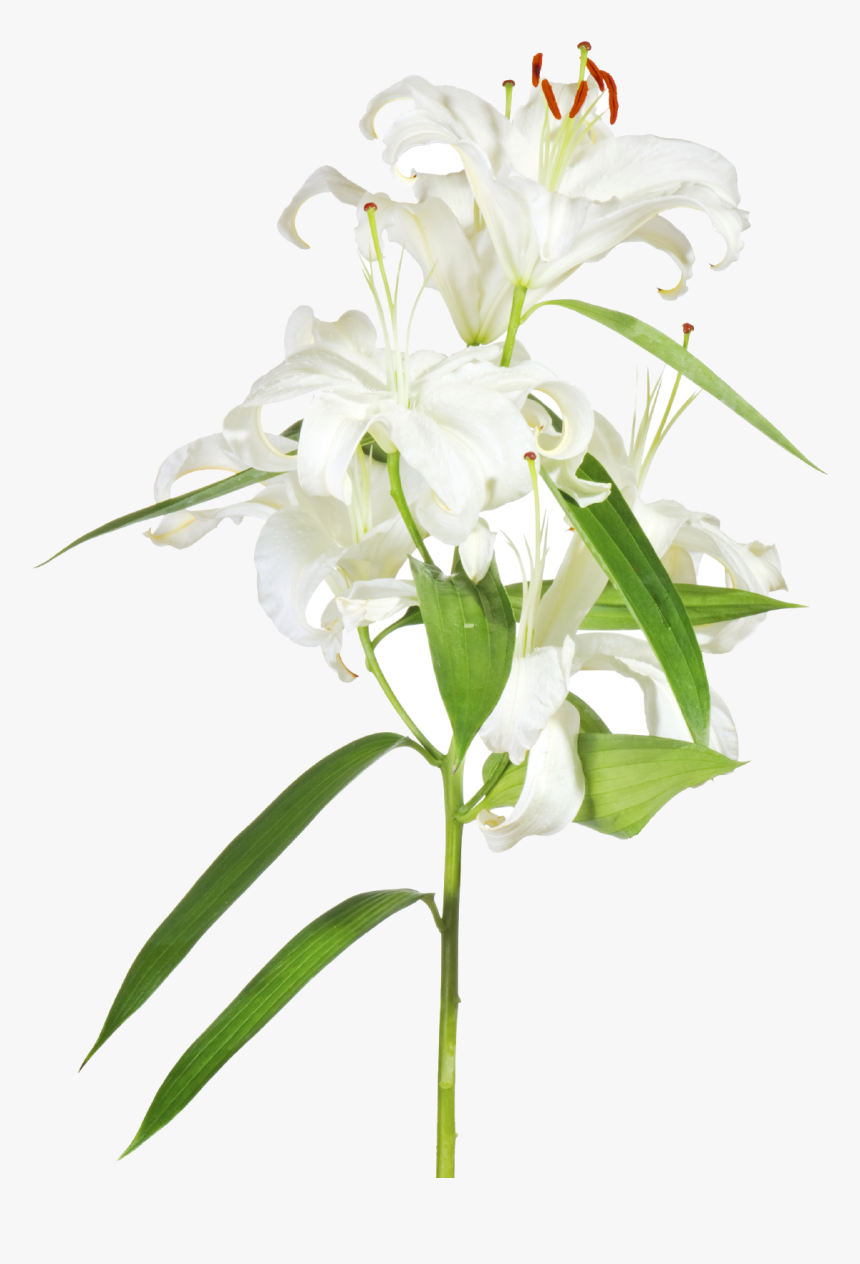 Easter Lily Png - Easter Lily Transparent Clipart, Png Download, Free Download