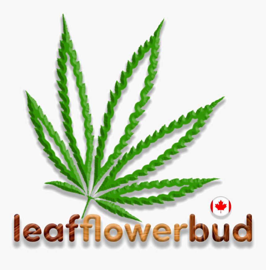 Leaf, Flower, Bud On Twitter - Aloe, HD Png Download, Free Download