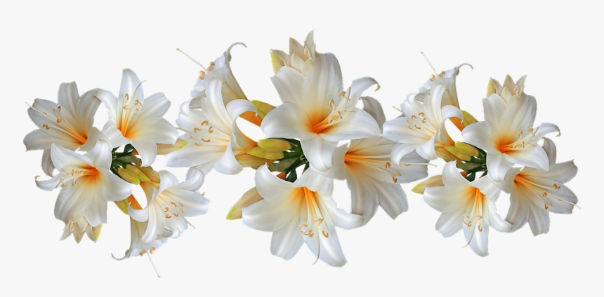 Lilies, White, Belladonna, Easter Lilies, Fragrant - Easter Lilies, HD Png Download, Free Download